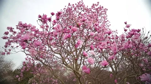 Magnolia Tree Stock Footage 50615391