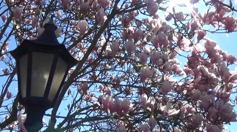 Magnolia tree Stock Footage
