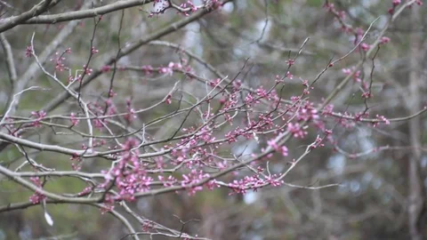 Magnolia tree Stock-Footage 89150299