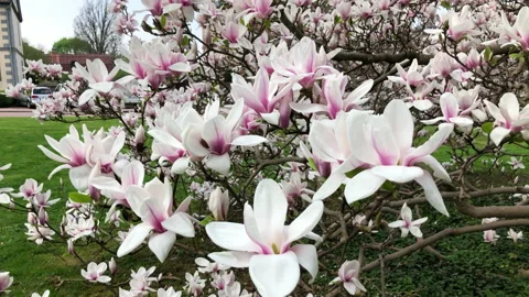 Magnolia Tree Stock Footage 138113086
