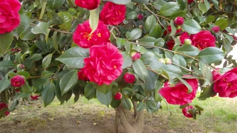 Magnolia tree Stock Footage 235880449