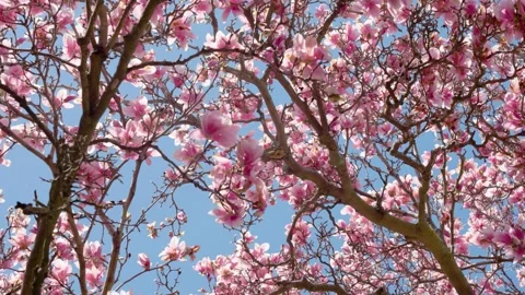 Magnolia tree Stock Footage 237394974