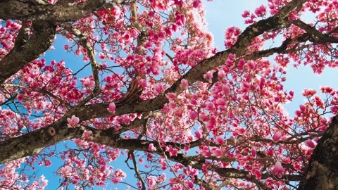Magnolia tree Stock Footage 305788368