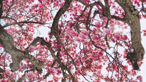 Magnolia tree Stock Footage 305788377