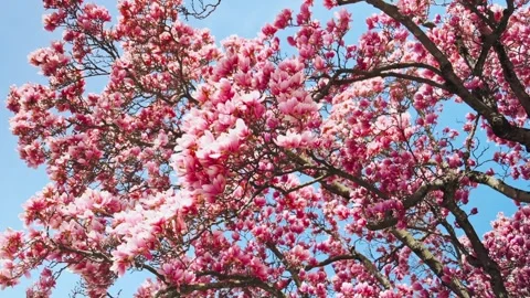 Magnolia tree Stock Footage 305788510