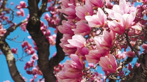 Magnolia tree Stock Footage 305788511