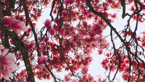 Magnolia tree Stock Footage 305788525