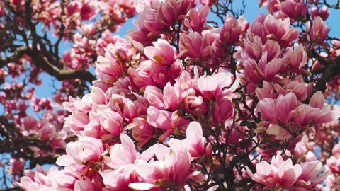 Magnolia tree Stock Footage 305788608