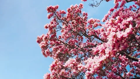 Magnolia tree Stock Footage 305788616