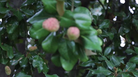 Magnolia Tree Fruit Vidéo 45488387