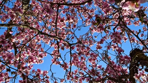 Magnolia Tree in Full Bloom from Below – 4K Cinematic Zoom Stock-Footage 320163631