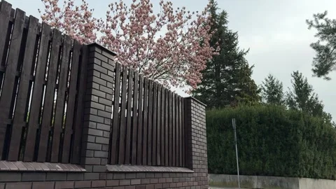 Magnolia tree in full bloom during spring Stock Footage 306573983