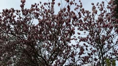 Magnolia tree in full bloom during spring Stock Footage 306573985