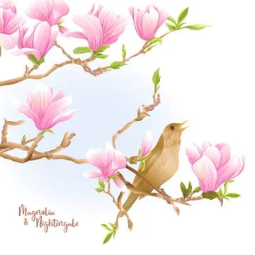 Magnolia tree Stock Illustration