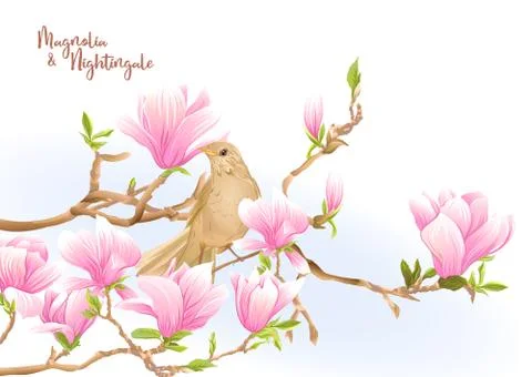 Magnolia tree Illustrazione stock