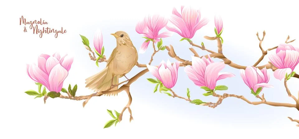 Magnolia tree Stock Illustration