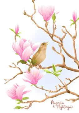 Magnolia tree Stock Illustration