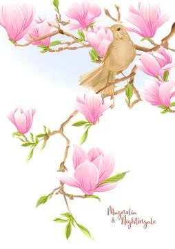 Magnolia tree Stock Illustration