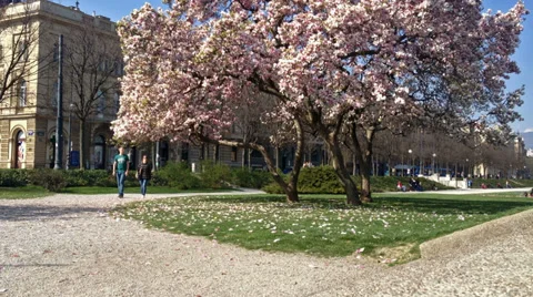 Magnolia tree at King Tomislav Square, Zagreb - Croatia Stock Footage 37100407