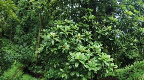 Magnolia tree in park Stock-Footage 56446211