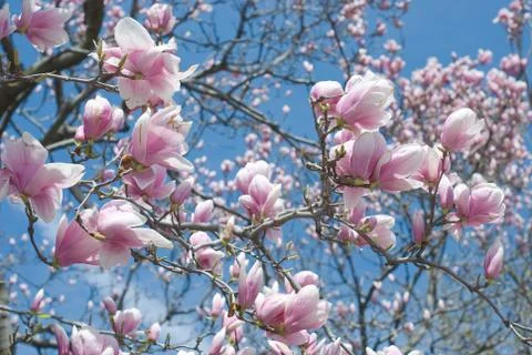 Magnolia tree Stock Photos