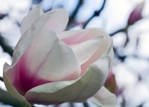 Magnolia-tree Stock Photos