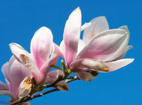 Magnolia-tree Stock Photos