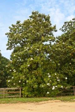 Magnolia tree Foto stock