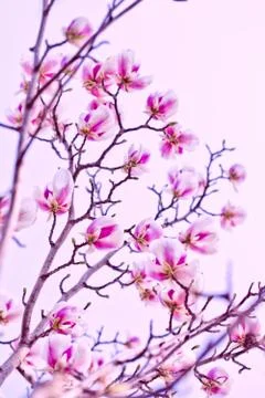 Magnolia tree Stock Photos