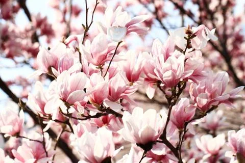 Magnolia tree Stock Photos