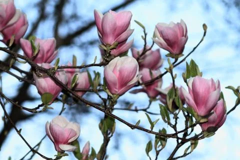 Magnolia tree Stock Photos