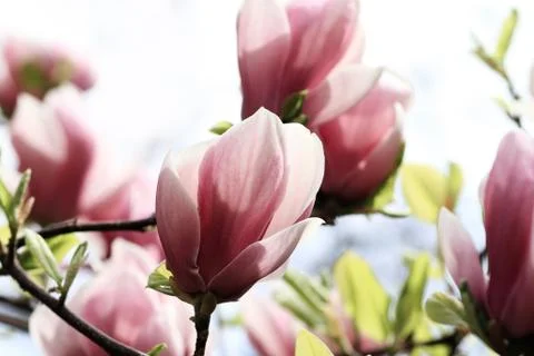 Magnolia tree Foto stock