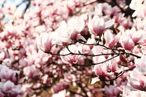 Magnolia tree Stock Photos