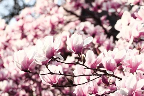 Magnolia tree Stock Photos