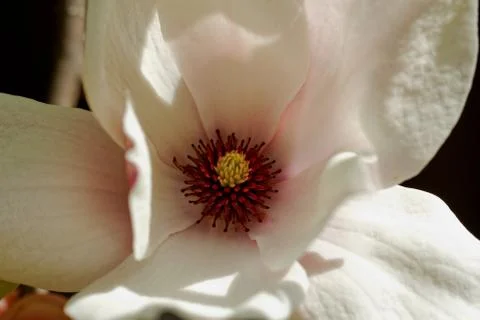Magnolia tree Stock Photos