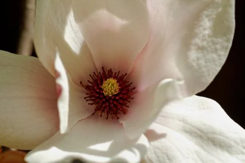 Magnolia tree Stock Photos