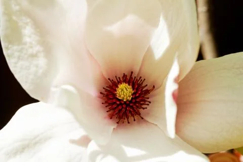 Magnolia tree Stock Photos