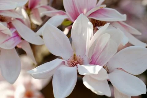Magnolia tree Stock Photos