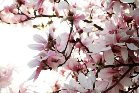 Magnolia tree Stock Photos