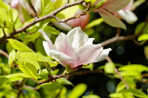 Magnolia tree Stock Photos