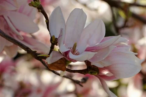 Magnolia tree Stock Photos