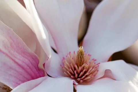 Magnolia tree Foto stock