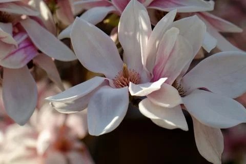 Magnolia tree Stock Photos