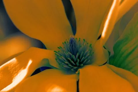 Magnolia tree Stock Photos