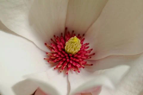 Magnolia tree Stock Photos