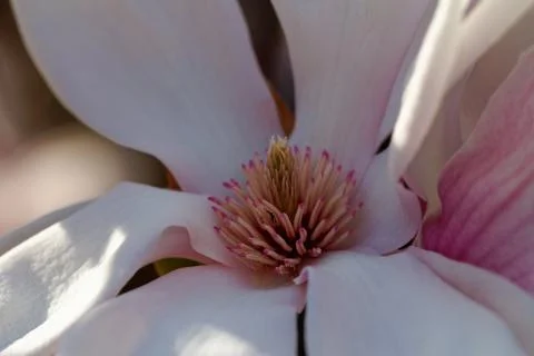 Magnolia tree Stock Photos