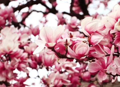 Magnolia tree Stock Photos