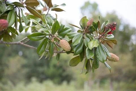 Magnolia Tree Stock Photos