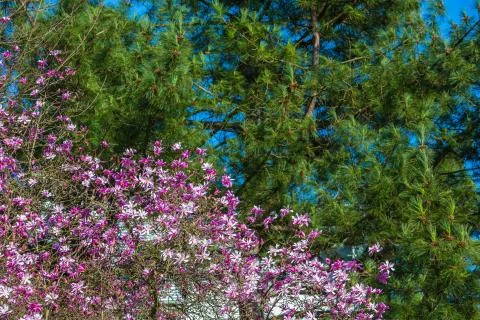 Magnolia tree Stock Photos