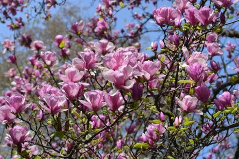 Magnolia tree Stock Photos